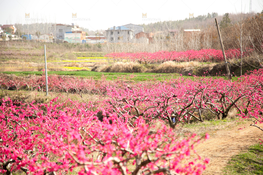 桃花
