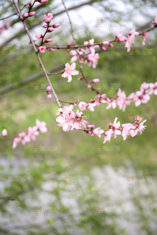 桃花