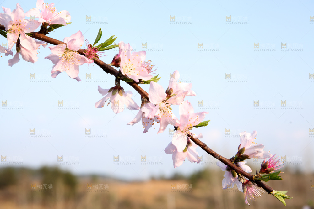 桃花