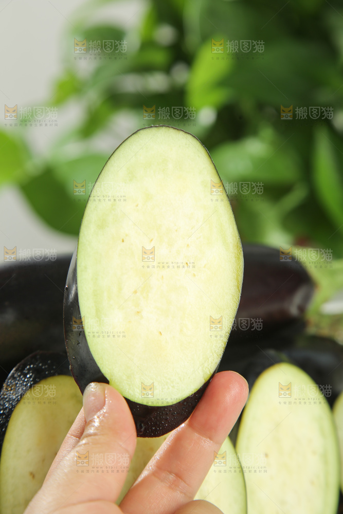 紫茄子