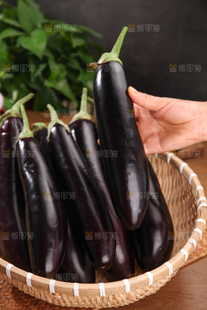 紫茄子