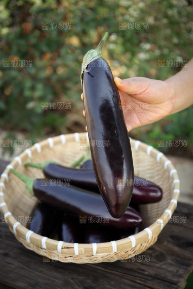 紫茄子
