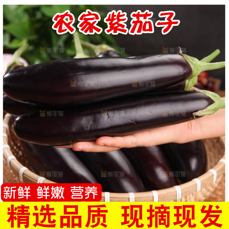 紫茄子