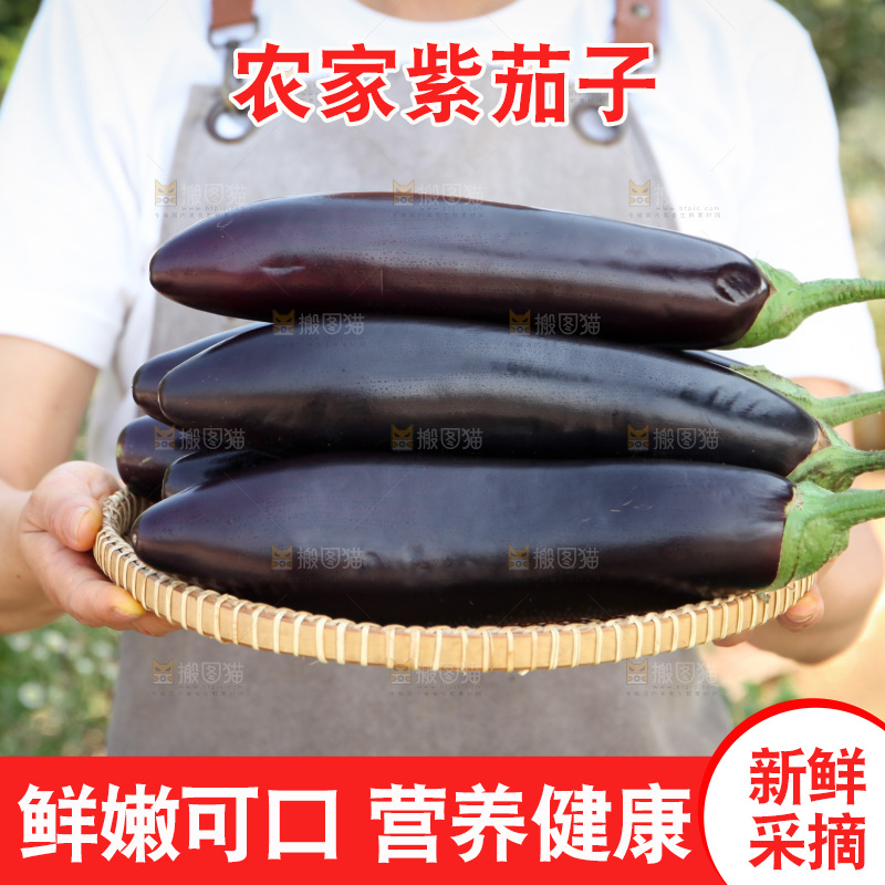 紫茄子