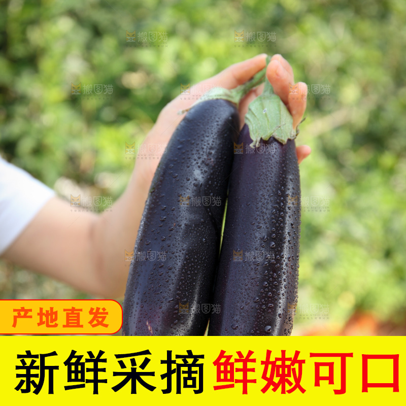 紫茄子