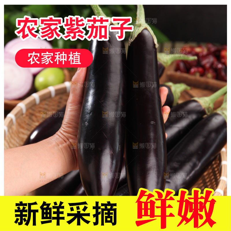 紫茄子