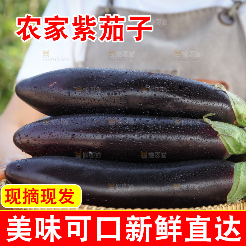 紫茄子