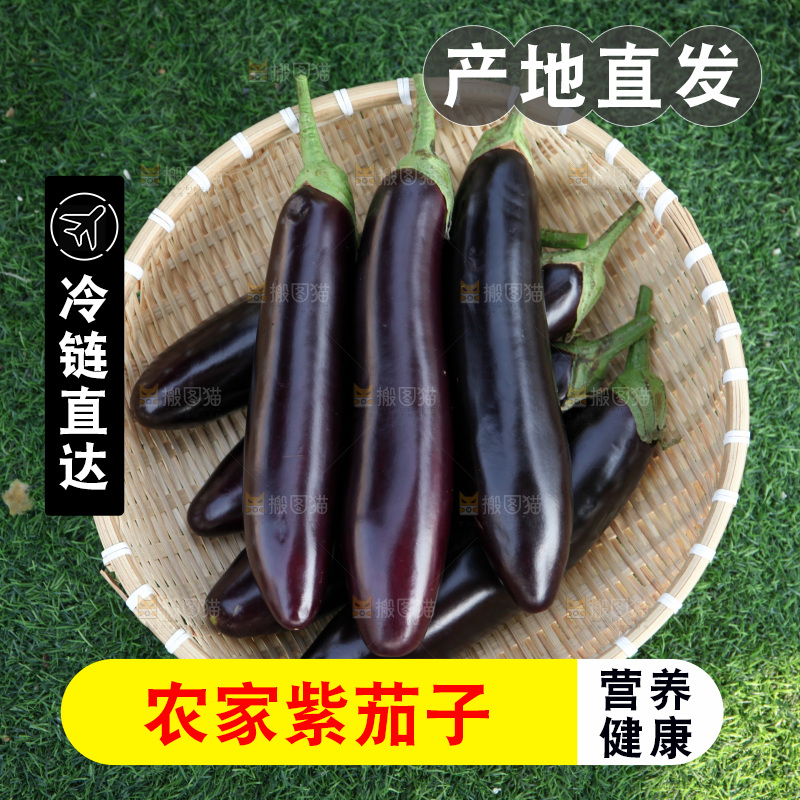 紫茄子