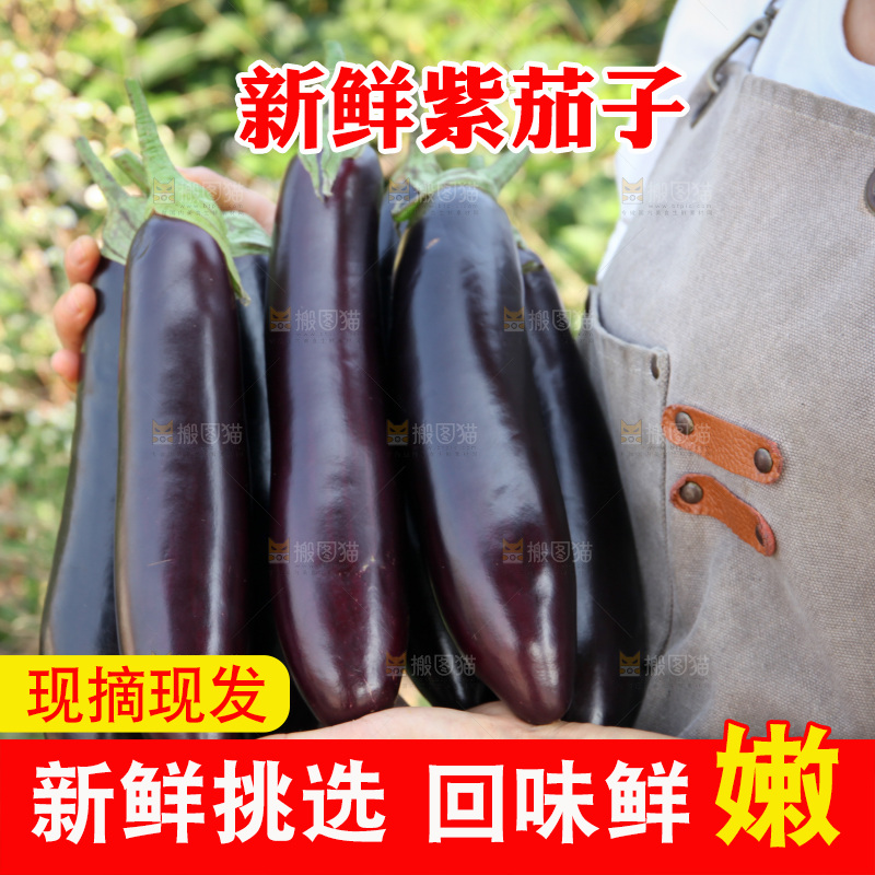 紫茄子