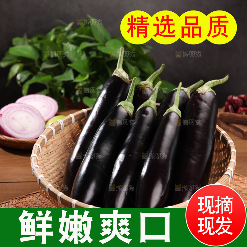 紫茄子