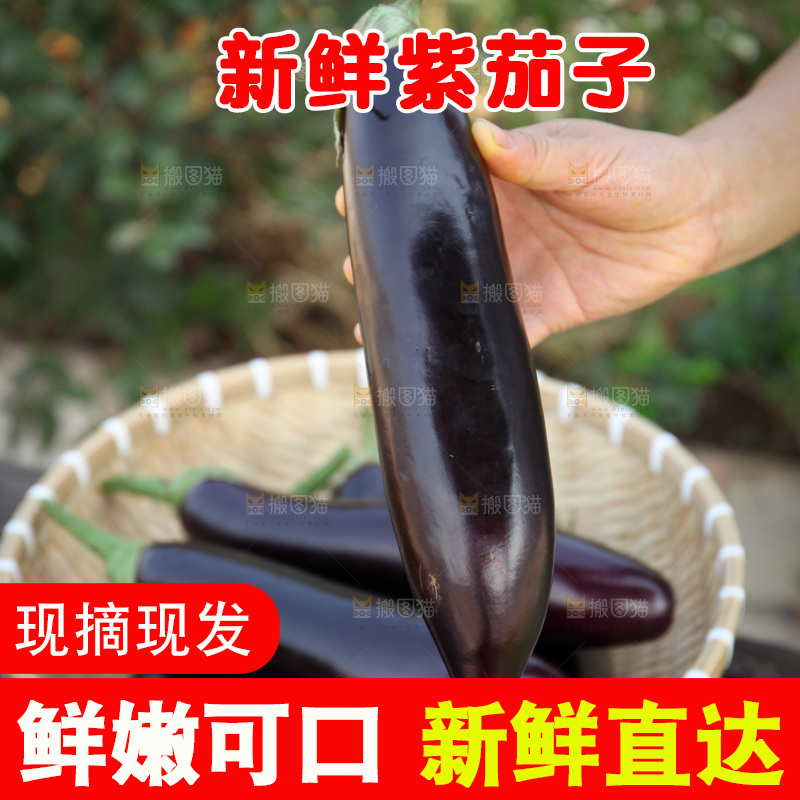 紫茄子