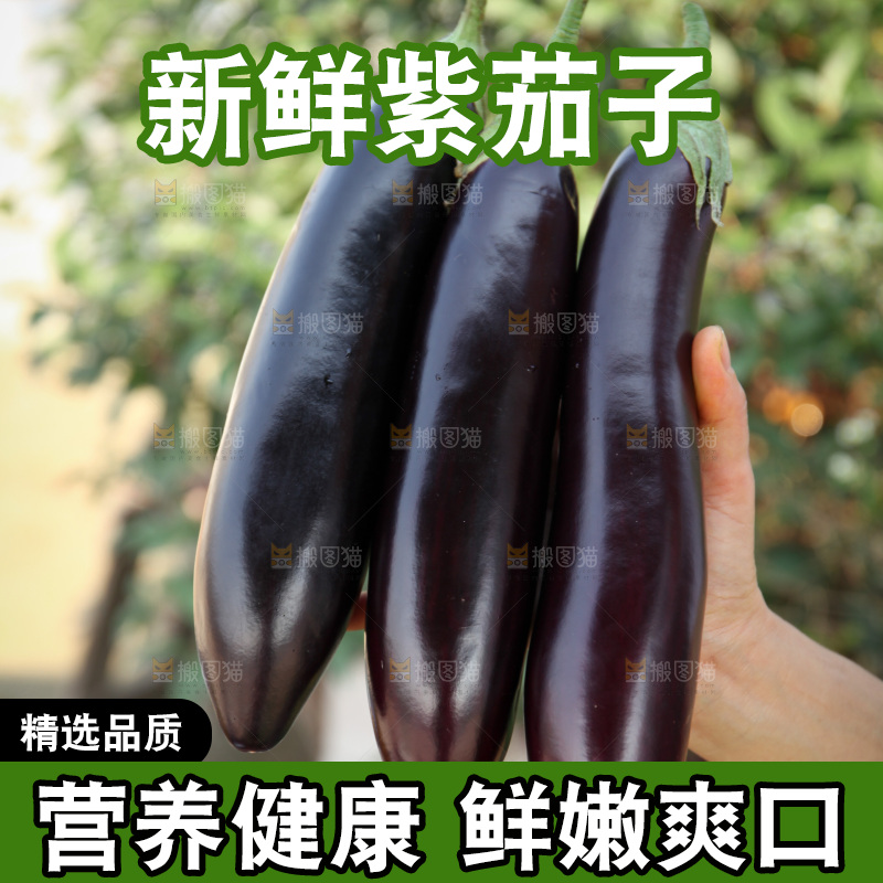 紫茄子