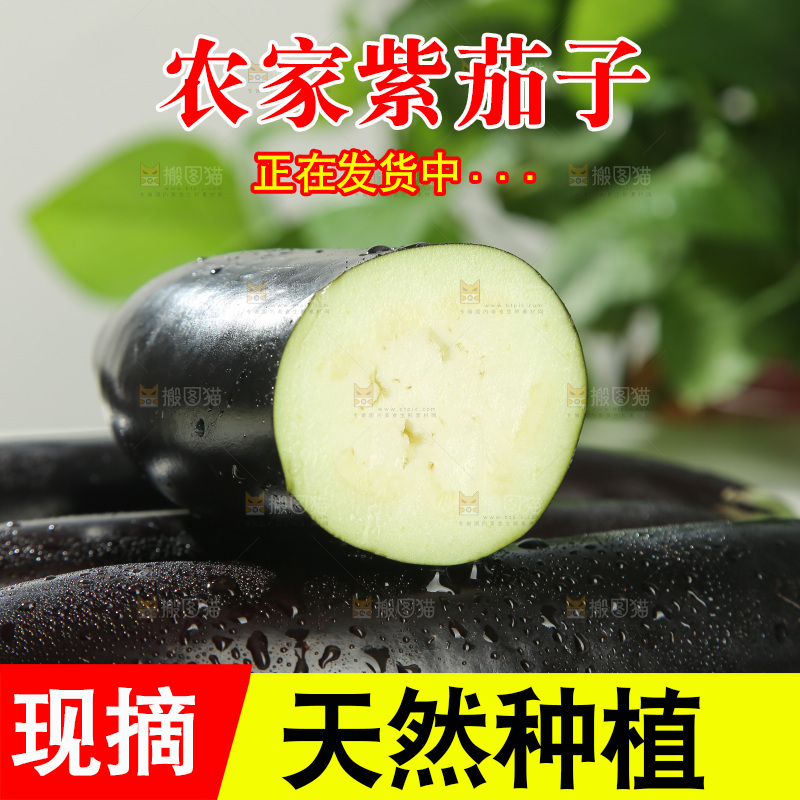 紫茄子