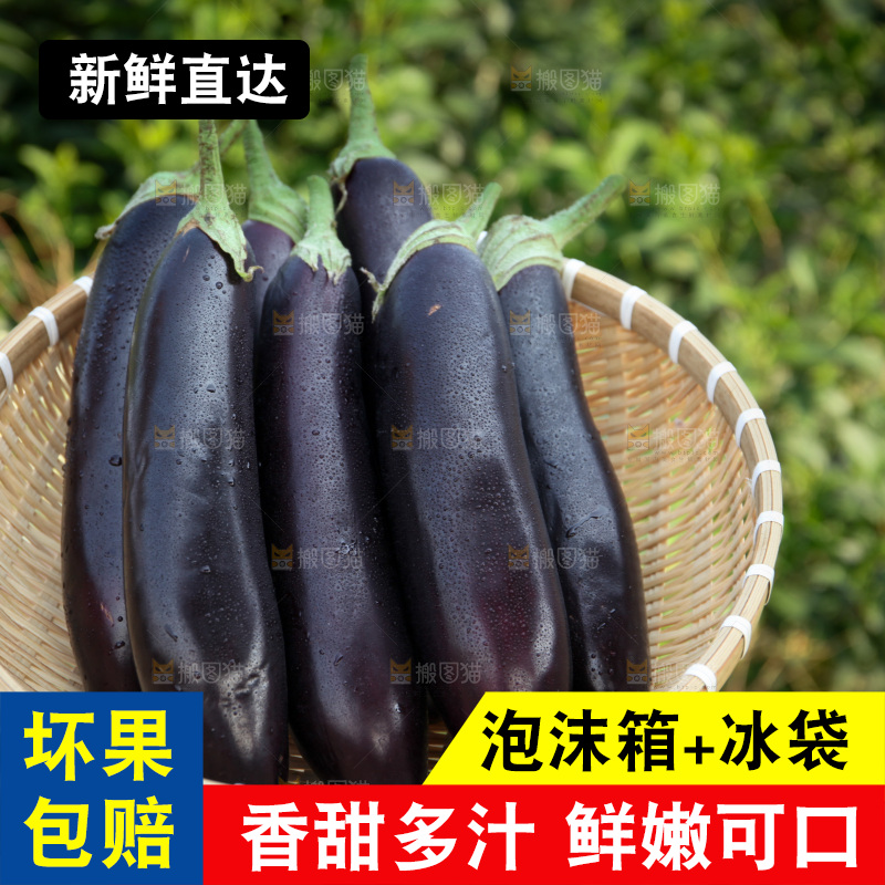 紫茄子