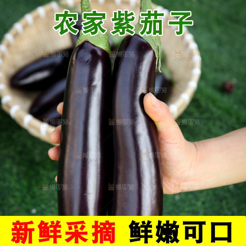 紫茄子