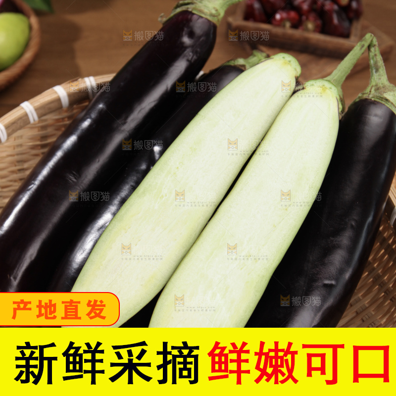 紫茄子