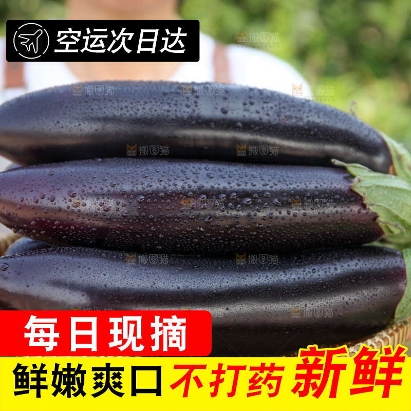 紫茄子