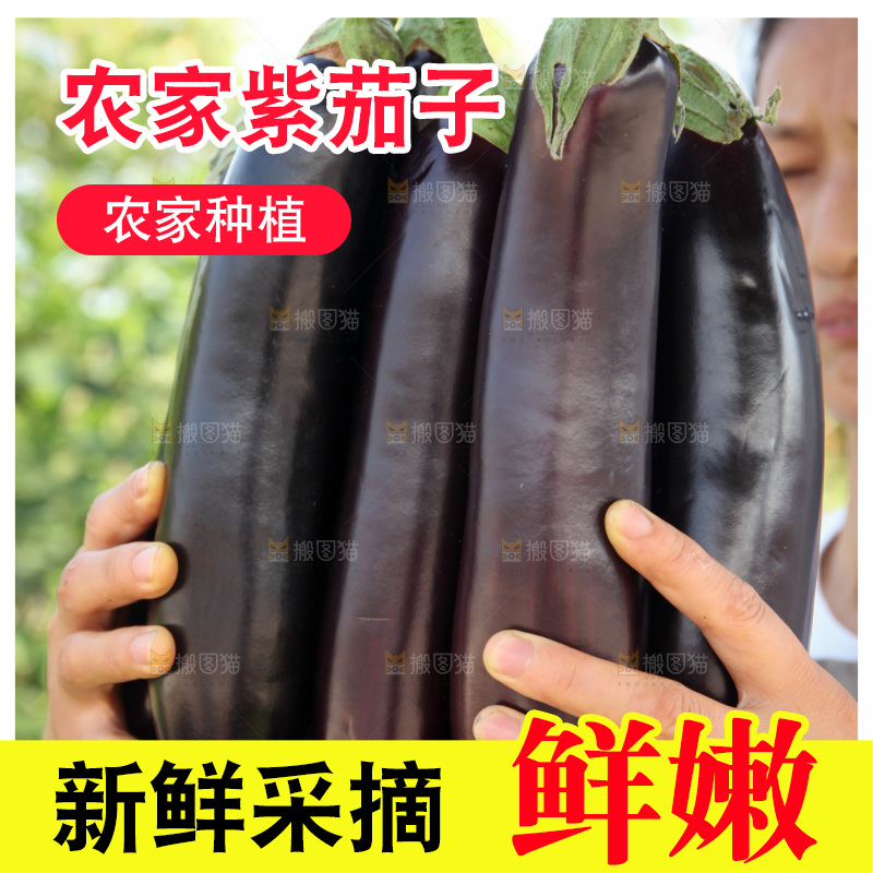紫茄子