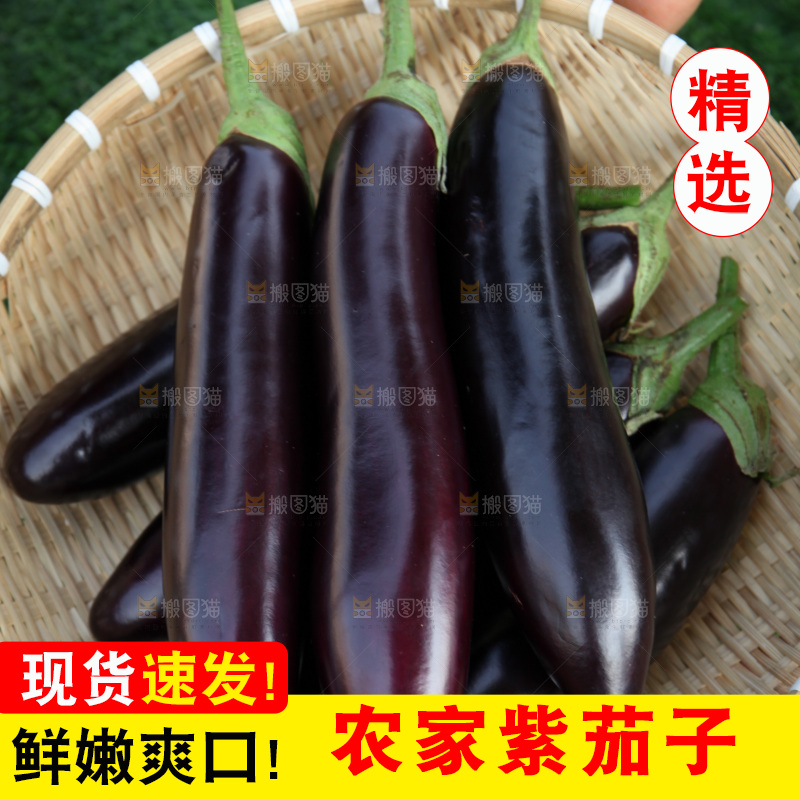 紫茄子