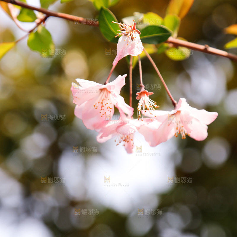 樱花
