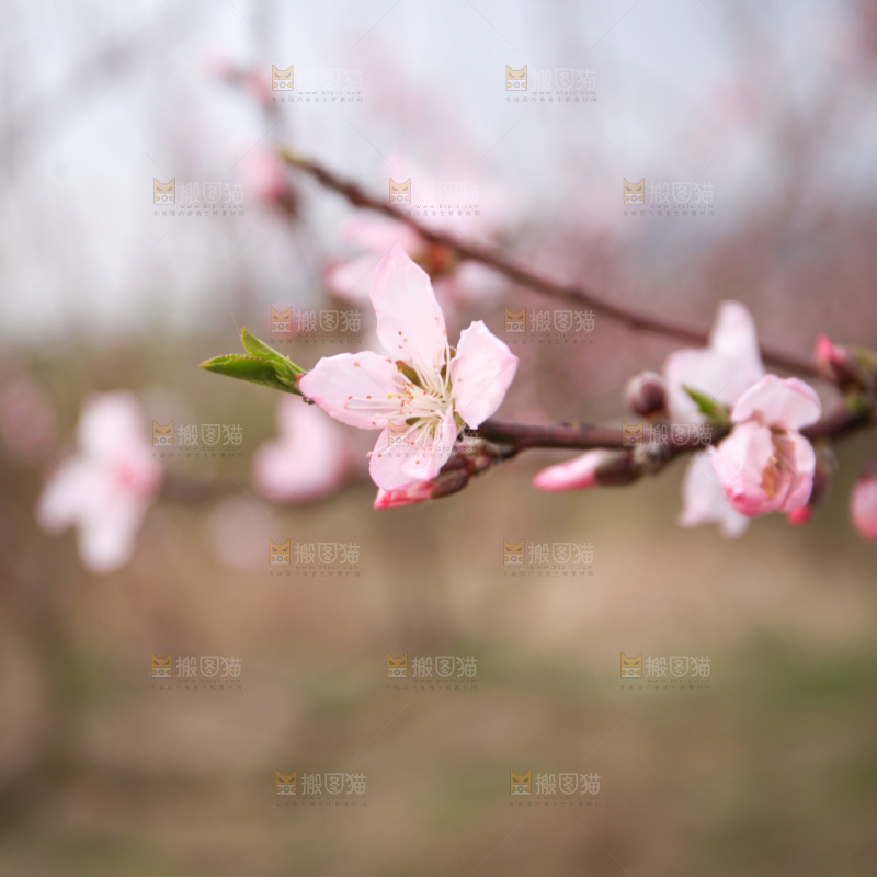 桃花
