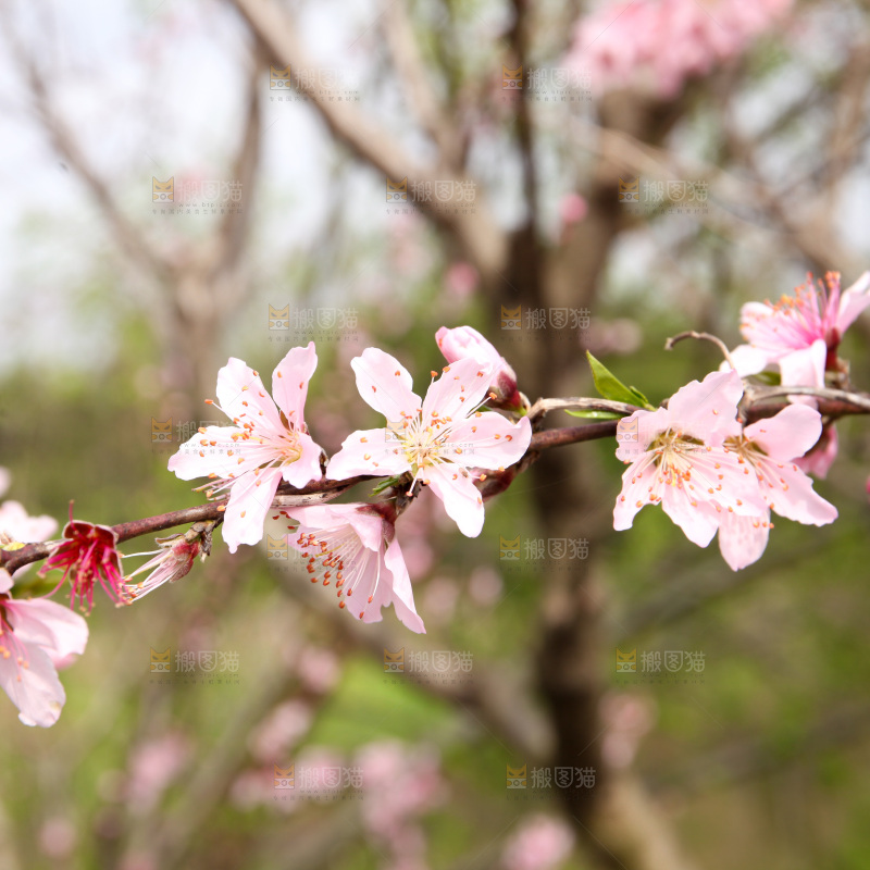 桃花