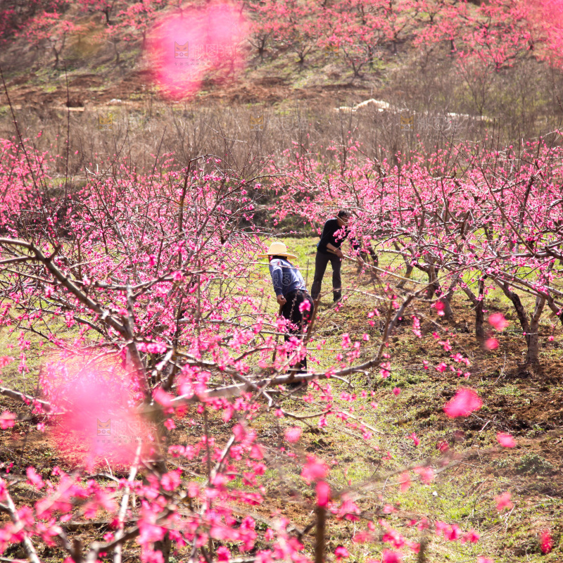 桃花