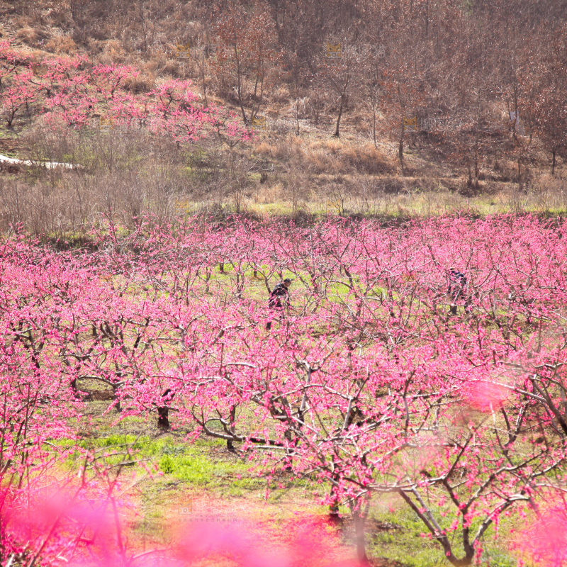 桃花
