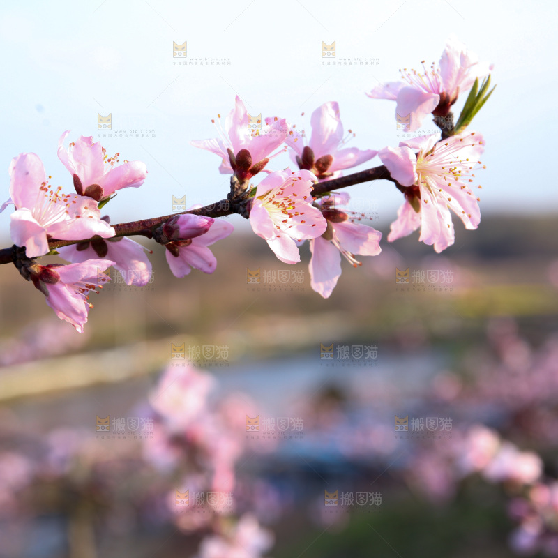 桃花