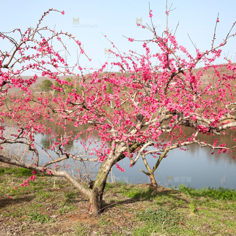 桃花
