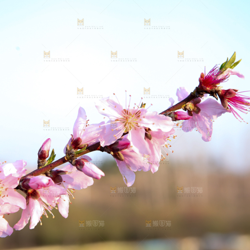 桃花