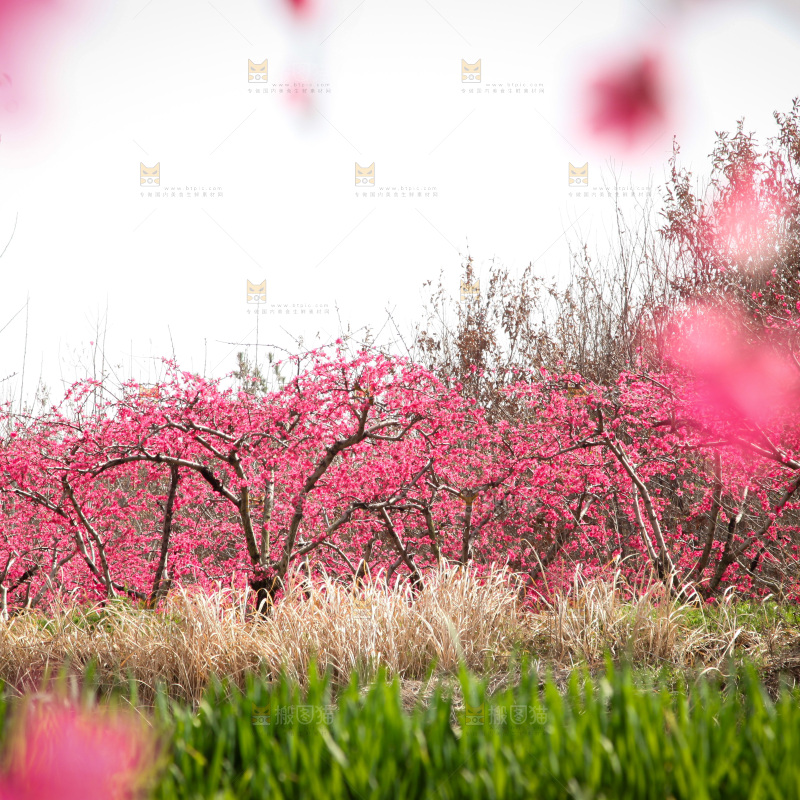 桃花