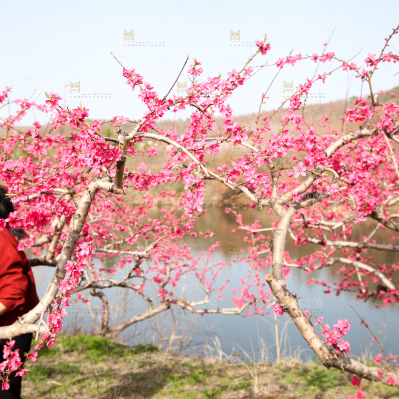 桃花