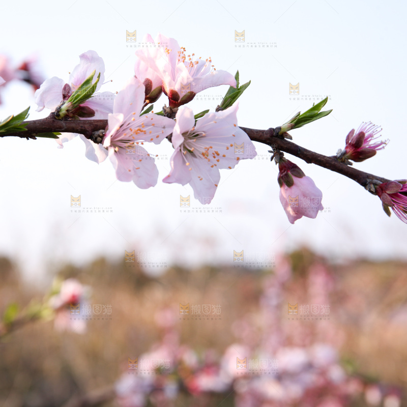 桃花