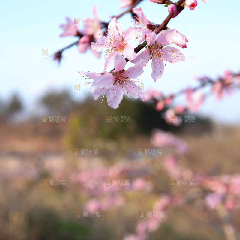 桃花