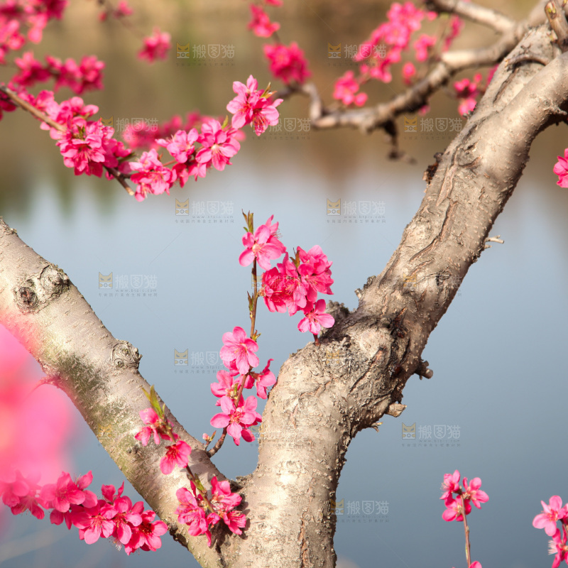 桃花