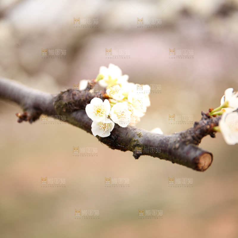 梨花