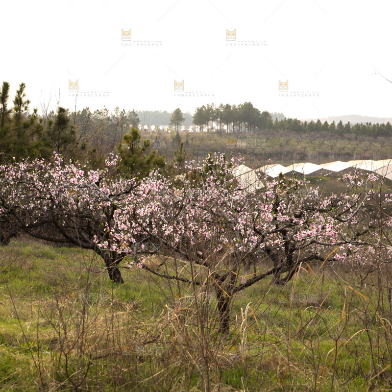 桃花