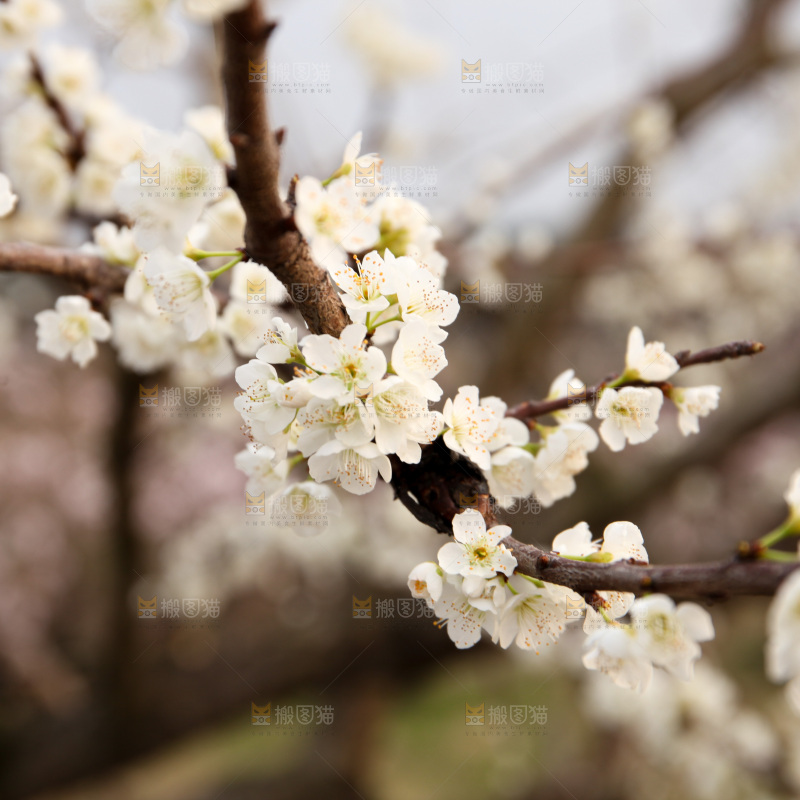 梨花