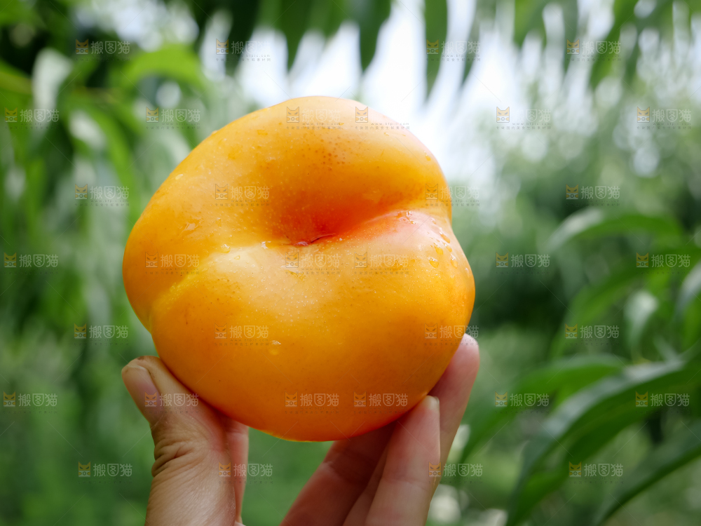 黄油蟠桃