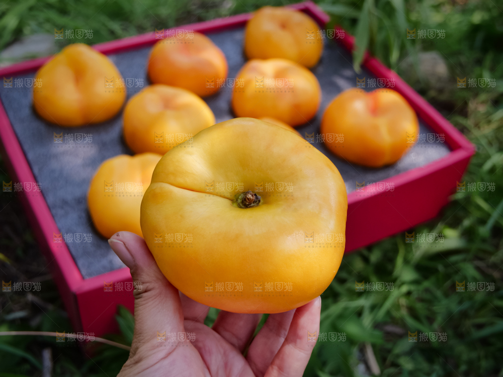 黄油蟠桃