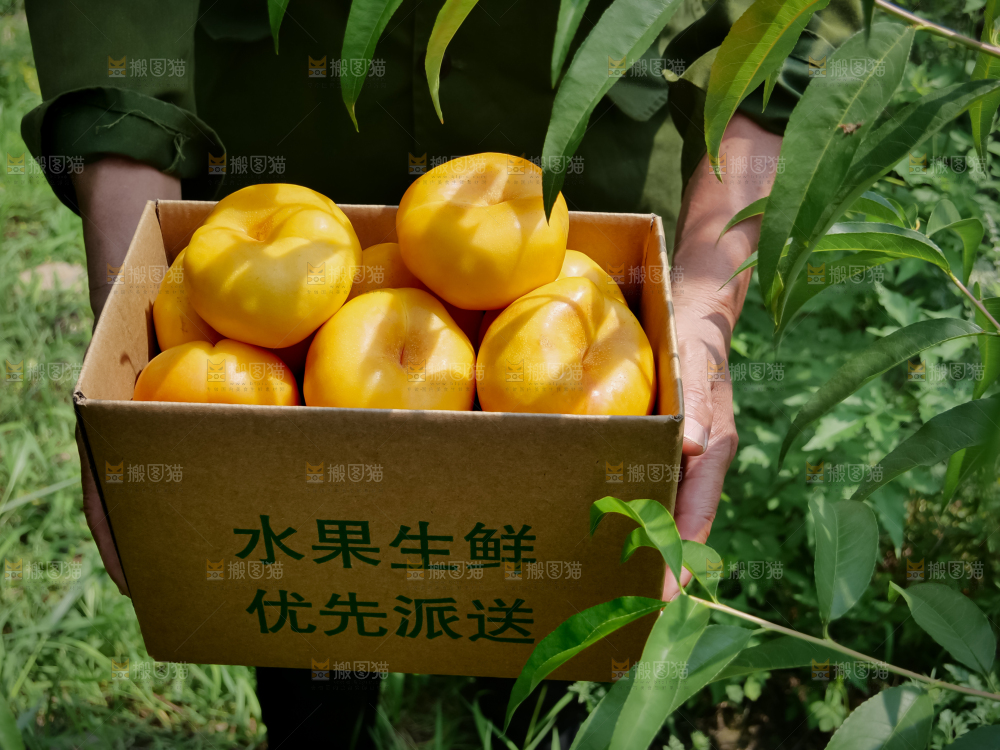 黄油蟠桃