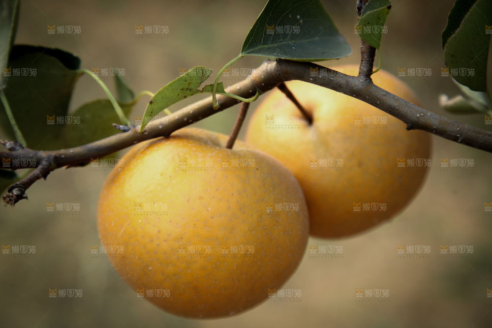 梨树