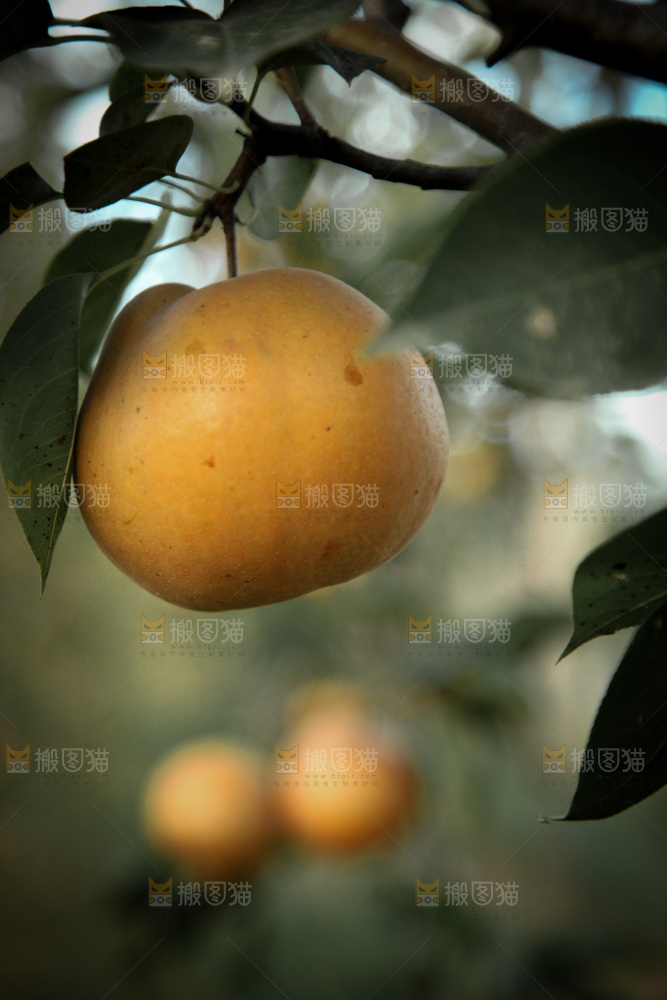 梨树