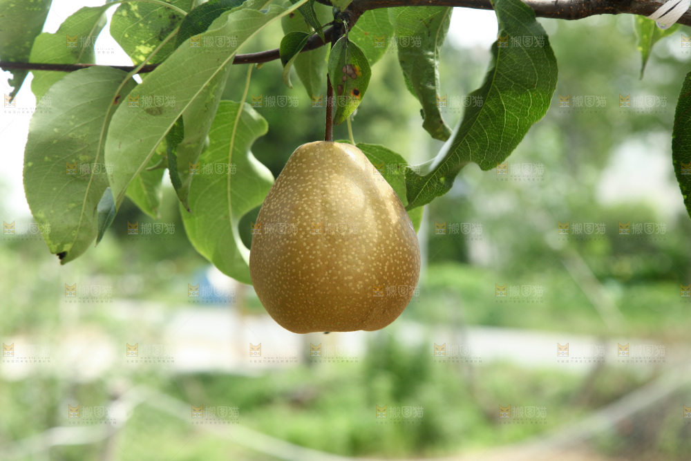 梨树