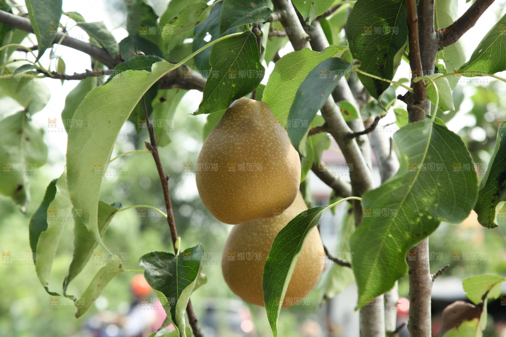 梨树