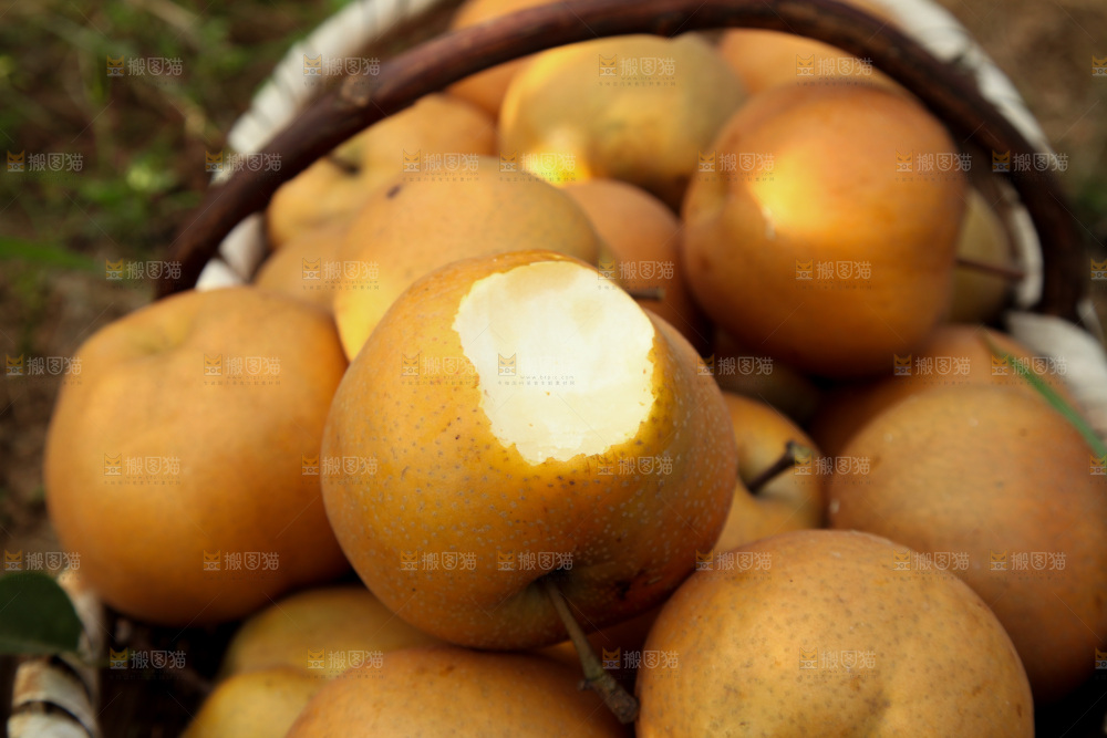 梨树