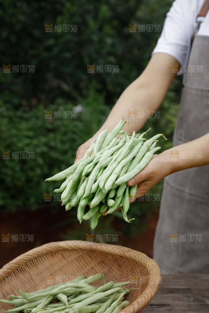 四季豆