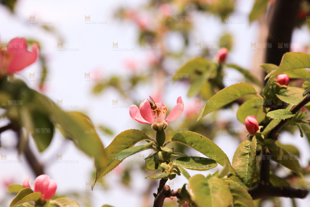 鲜花