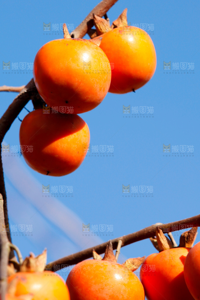 柿子树